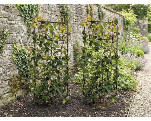 Dvě hlohyně šarlatové na mřížích v zahradě