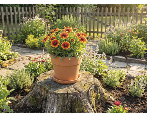 Terakotový květináč s měsíčky lékařskými na pařezu ve venkovní zahradě.