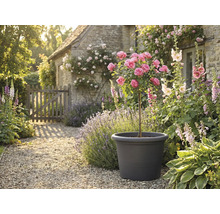 Dekorativní zahradní scéna s růžovým stromem v květináči, obklopená květinami a rostlinami