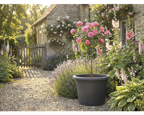 Dekorativní zahradní scéna s růžovým stromem v květináči, obklopená květinami a rostlinami