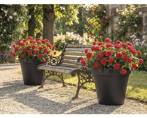 Zahrada s lavičkou a dvěma květináči s červenými růžemi