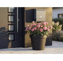 Dekorativní růže v květináči vedle vchodových dveří a poštovní schránky