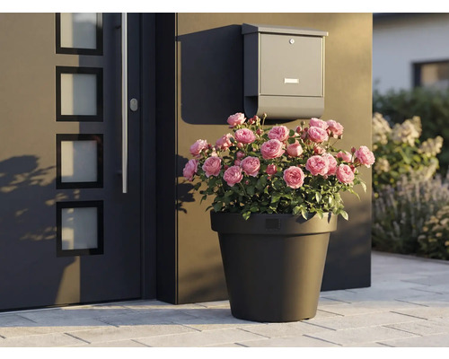 Dekorativní růže v květináči vedle vchodových dveří a poštovní schránky