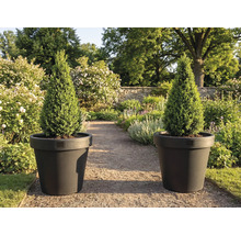 Dva kuželovité cypřiše v květináčích na zahradě.