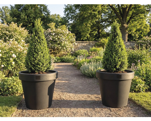 Dva kuželovité cypřiše v květináčích na zahradě.