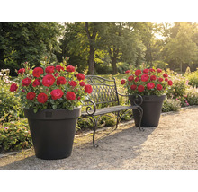 Zahradní krajina s růžemi v květináčích a kovovou lavicí