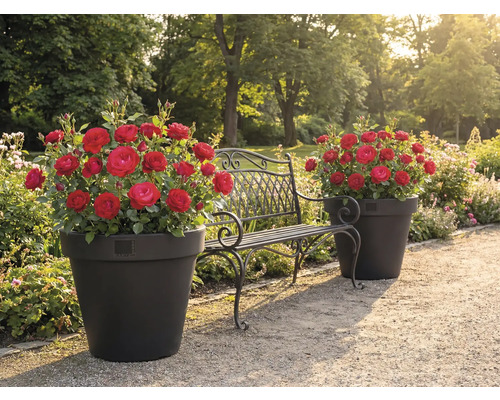 Zahradní krajina s růžemi v květináčích a kovovou lavicí