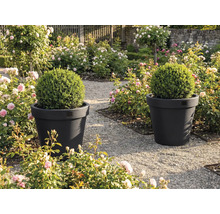 Dva květináče s buxusovými koulemi v zahradě