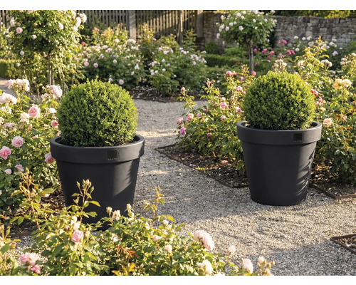 Dva květináče s buxusovými koulemi v zahradě