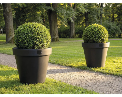 Dva kulaté zimostrázy v květináčích na trávníku