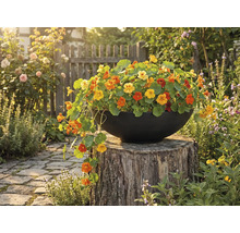 Květináč plný lichořeřišnice větší na pařezu na zahradě