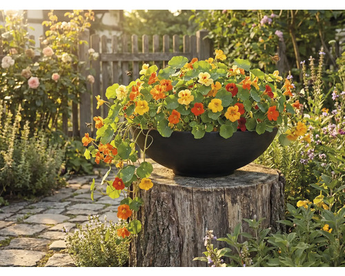 Květináč plný lichořeřišnice větší na pařezu na zahradě