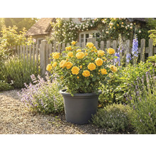 Žlutá růže v květináči na zahradě