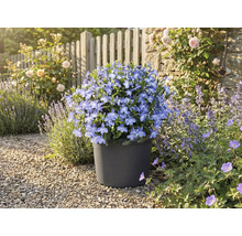 Modré kvítky v květináči na zahradě.