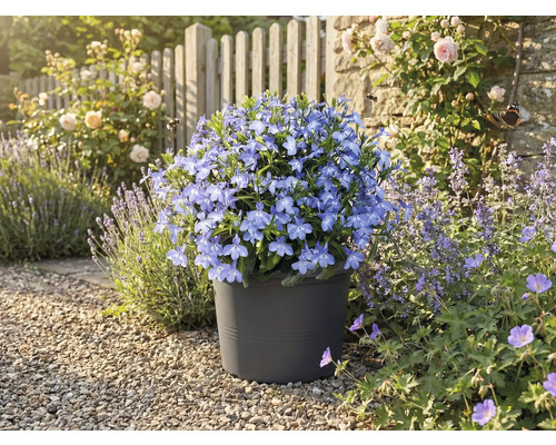 Modré kvítky v květináči na zahradě.