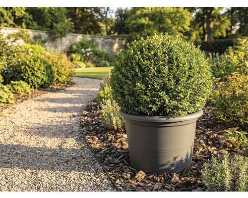 Pohled do zahrady s kulovitým zimostrázem v květináči