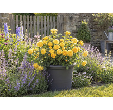 Žluté růže v květináči, zahradní scéna