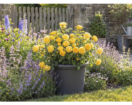 Žluté růže v květináči, zahradní scéna