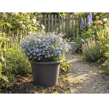 Modrá kvetoucí půda v květináči v zahradní cestě