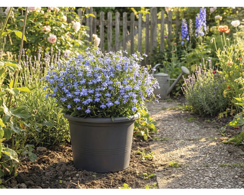 Modrá kvetoucí půda v květináči v zahradní cestě