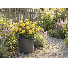 Žluté růže v květináči na zahradě.