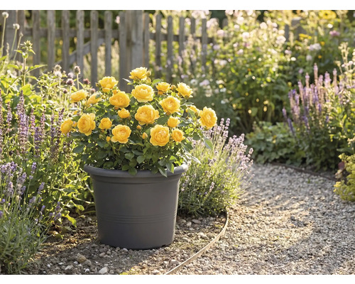 Žluté růže v květináči na zahradě.