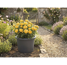 Žlutá růže v květináči na zahradě.