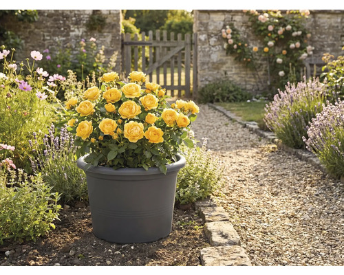 Žlutá růže v květináči na zahradě.