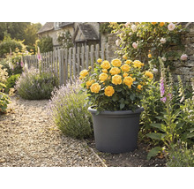 Žluté růže v květináči na zahradě s kamennou cestou