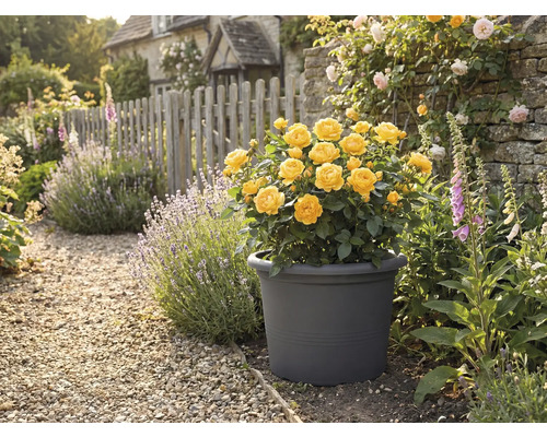 Žluté růže v květináči na zahradě s kamennou cestou
