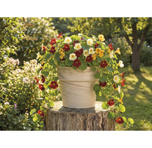 Květináč s lichořeřišnicí na pařezu na zahradě