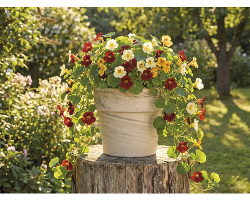 Květináč s lichořeřišnicí na pařezu na zahradě