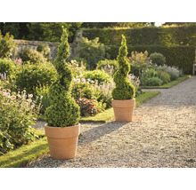 Zahradní scéna se dvěma spirálovitými zimostrázy v květináčích