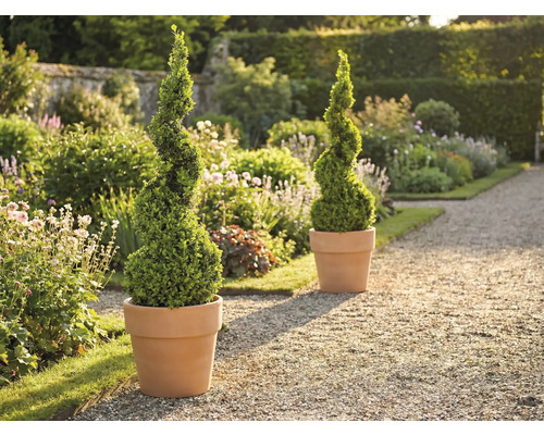 Zahradní scéna se dvěma spirálovitými zimostrázy v květináčích