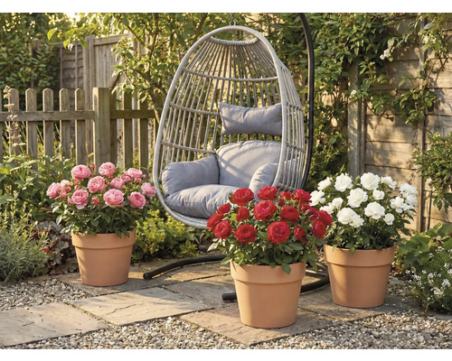 Zahradní scéna se závěsným ratanovým křeslem a třemi keři růží v terakotových květináčích