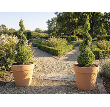 Dva spirálovité zimostrázy v květináčích v zahradě.