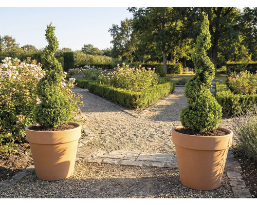 Dva spirálovité zimostrázy v květináčích v zahradě.