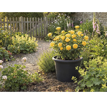 Žluté růže v černém květináči na zahradě.