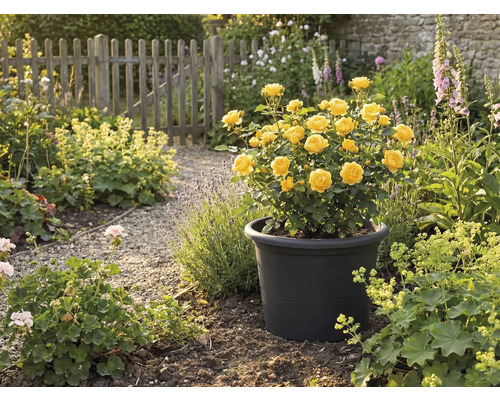 Žluté růže v černém květináči na zahradě.