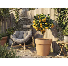 Venkovní záběr mandarinkovníku v terakotovém květináči vedle ratanového křesla na zahradě