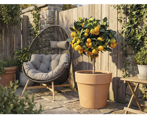 Venkovní záběr mandarinkovníku v terakotovém květináči vedle ratanového křesla na zahradě