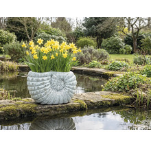 Narcisy v květináči ve tvaru mušle na okraji rybníka