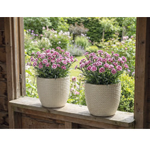 Dva karafiáty ve strukturovaných květináčích na parapetu