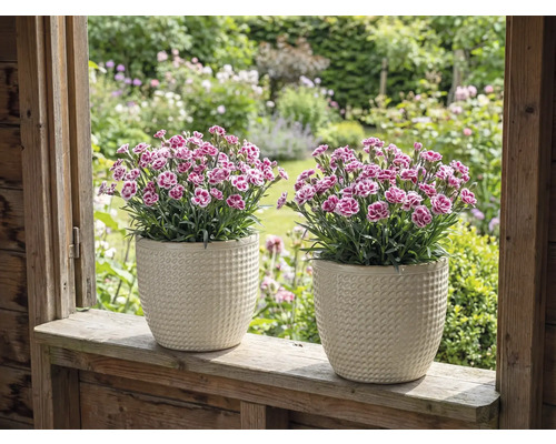 Dva karafiáty ve strukturovaných květináčích na parapetu