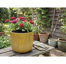 Sedmikrásky v květináči s vertikálními drážkami na dřevěné lavičce na zahradě