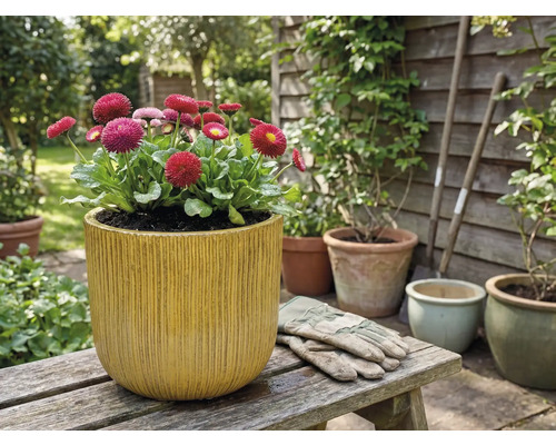 Sedmikrásky v květináči s vertikálními drážkami na dřevěné lavičce na zahradě