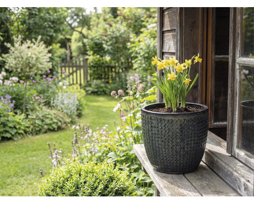 Žluté narcisy ve strukturovaném květináči na dřevěné desce před zahradní krajinou