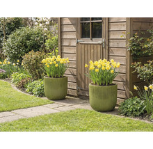 Dva osázené květináče se žlutými narcisy před zahradním domkem