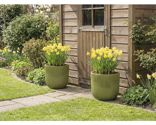 Dva osázené květináče se žlutými narcisy před zahradním domkem