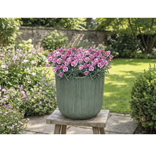 Květináč s karafiáty na dřevěné stoličce v zahradě